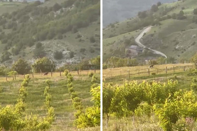 Qubada sakinləri təşvişə salan heyvan - VİDEO