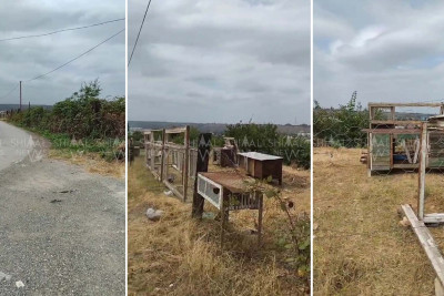 Qubanın gözəl mənzərəsini dovşanlar “zəbt edib”