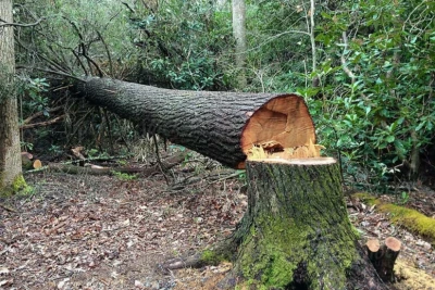 Yaşıllıqlara 13 min manatdan çox ziyan vurulub