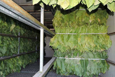 Şimalda 7 min tona yaxın yaş tütün təhvil alınıb