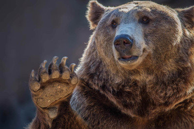 Qubada ayı hücumu - Yaralanan var