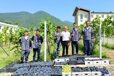 Qəbələdə tələbələrin yetişdirdiyi üzüm işçilərə paylandı