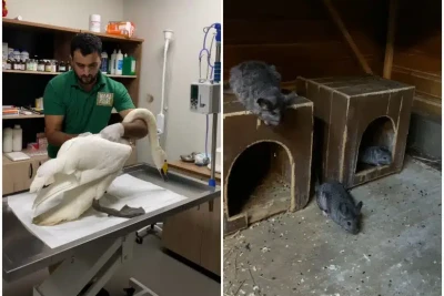 Xaçmazda restoranda qanunsuz saxlanılan heyvanlar xilas edildi