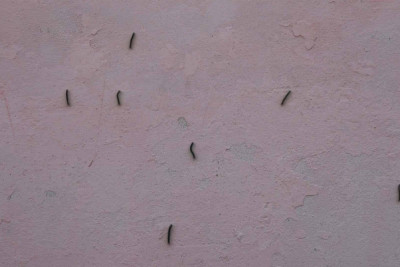 Balakəndə qurd XAOSU