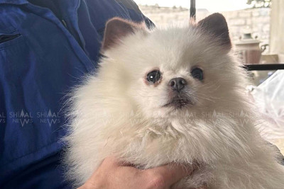 Şimalda baytar həkimi tapılmır