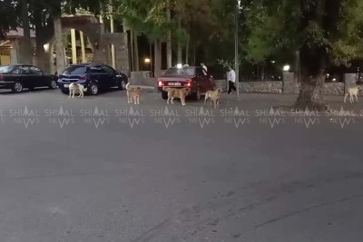 Qax küçələrində sahibsiz itlər məskən salıb - VİDEO