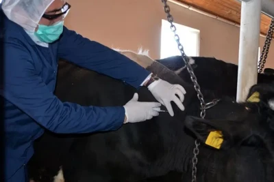 Qubada dabaq xəstəliyi yayılıb? - RƏSMİ