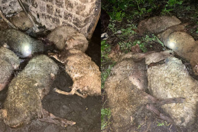 Qımılqazmada dəhşət - Ayıların kəndə hücumu