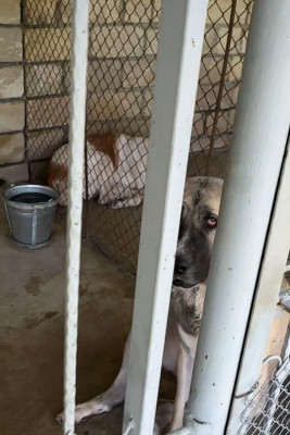 Şəkidə təsərrüfat mərkəzində itlərə əziyyət verilir