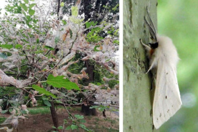 Şimalın “amerikalı qonaqları” bitkilərə ziyan vurur