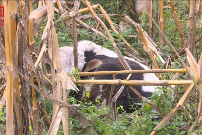 Dabaq xəstəliyi tüğyan edir - Vaksin fayda vermir