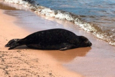 Xəzərin Xaçmaz sahillərində suiti cəsədləri tapıldı 