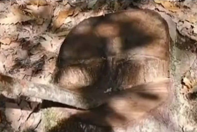 Xaçmazda ağaclar kəsilib - Araşdırma aparılır