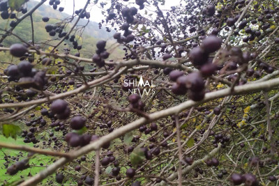 Yemişan dəmləmək mövsümü başlayıb