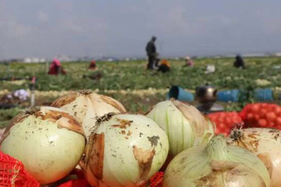 Soğan əkənlərin gözü yaşlı