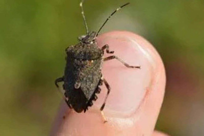 Mərmər bağacığı hücumdan bu üsulla qurtulun