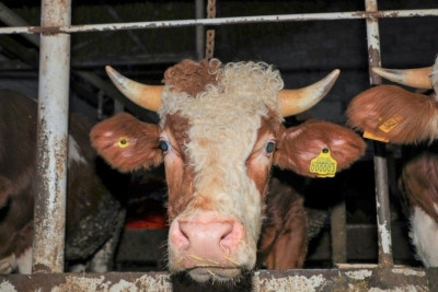 Bölgələrdə heyvan bazarları bağlandı - Ət bahalaşacaq?