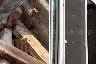 “Mərmər bağacığı” hücumu – Şimalda böcək kabusu!