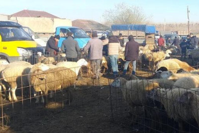 Heyvan bazarları nə vaxt açılacaq?