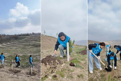 "Yaşıl Marafon" kütləvi ağacəkmə kampaniyası davam edir