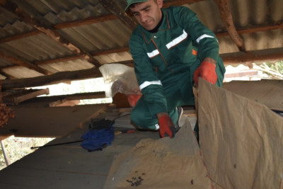 Mərmər bağacığına qarşı “Tap, məhv et ” kampaniyası davam edir