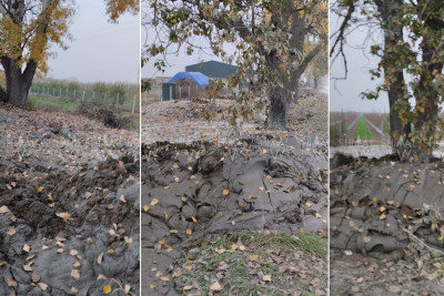 Xaçmazda iri gövdəli ağacların dibinə lil tökülüb – VİDEO