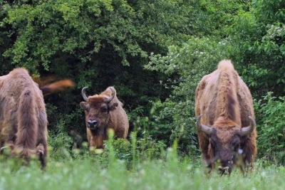 Şahdağ Milli Parkında "açıq qapı" günü keçiriləcək