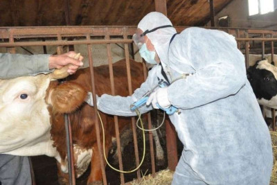 Qubada dabaq xəstəliyinə qarşı vaksinasiya başlayır