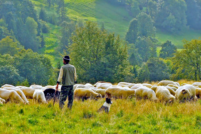 Qaxda çoban GÜLLƏLƏNDİ