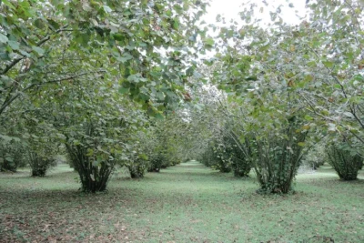 Kişi fındıq üstündə qardaşı arvadını dırmıqla yaraladı