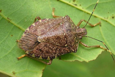 150 mindən çox həşərat məhv edilib