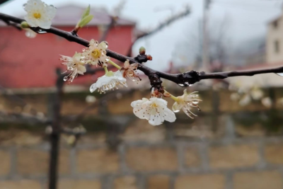 Qusarda ağac "qorxudan" 2 dəfə çiçək açdı