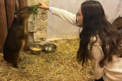 Şamaxıda kapibaralar məskunlaşıb