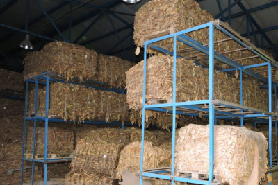 Bu rayonlarında tütün istehsalı artıb