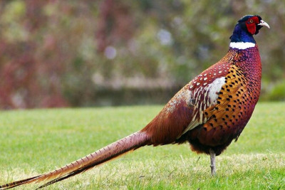 Qırqovula görə 1000 manat cərimələndi