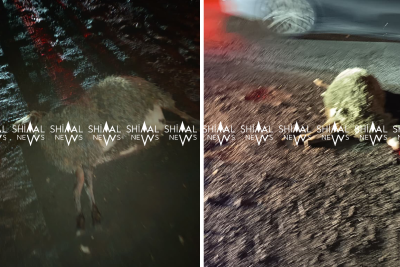 Quba-Xaçmaz yolunda qəza: avtomobil qoyun sürüsü ilə toqquşdu