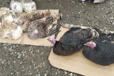 Hinduşka "qırğını" başlayıb