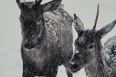 Şahdağda "Qırmızı kitab"a düşən nəcib marallar