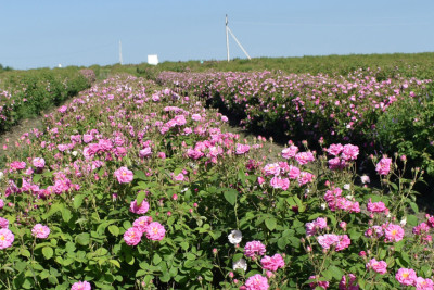 Zaqatalanın gül yağı Avropa və ərəb ölkələrinə ixrac edilib