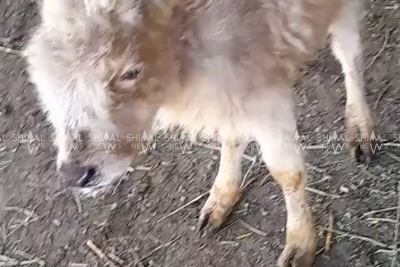 Qaxda qeyri-adi heyvan - VİDEO