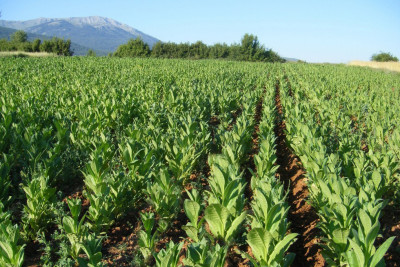 Şəkidə 1850 hektar tütün əkiləcək