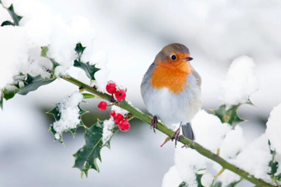 Sabah qış sərt üzünü göstərəcək