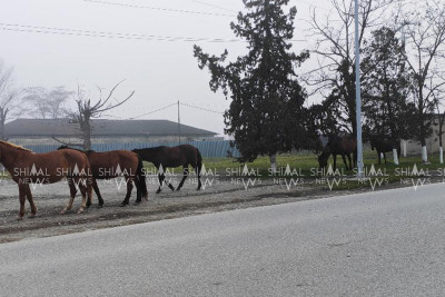 Quba-Xaçmaz yolunda gəzən təhlükə