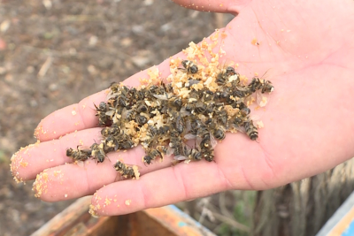 Zaqatalada "səssiz fəlakət": arı ailələri sürətlə yoxa çıxır