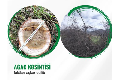Xaçmaz və Qusarda yaşıllıqların məhv edilməsi faktı aşkarlanıb