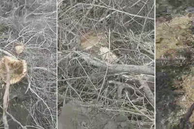 Xaçmazda meşə qətliamı-İzi itirmək istəyiblər (VİDEO)