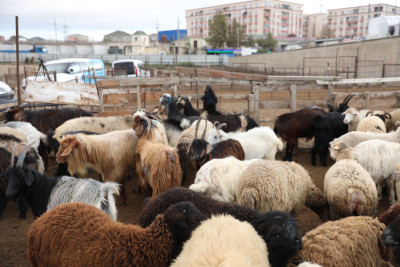 Şimal fermerlərinin dərdi: "Heyvanımı aparıb harada satım?"