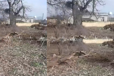 Xaçmazda ziyarətgahda ağacları kim kəsir?