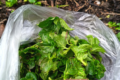 Qəçrəş kəndində yazın ilk qoxusu — Yarpız