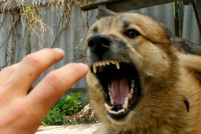 Qubada 69 yaşlı qadını sahibsiz it dişlədi